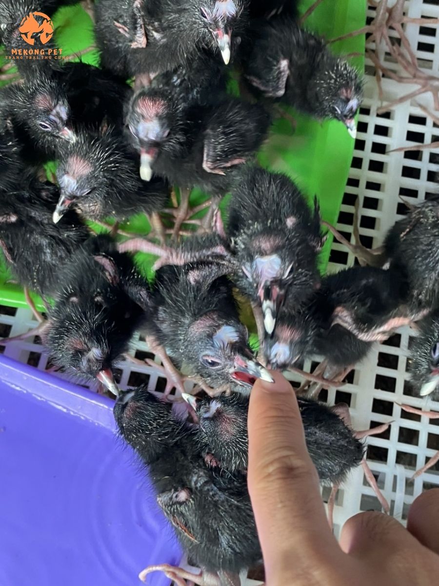 Thức ăn của chim trích cồ con là cám gà con là chủ đạo